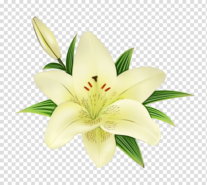 flower lily petal plant stargazer lily, Watercolor, Paint, Wet Ink, Yellow, Cut Flowers, Lily Family, Tiger Lily transparent background PNG clipart