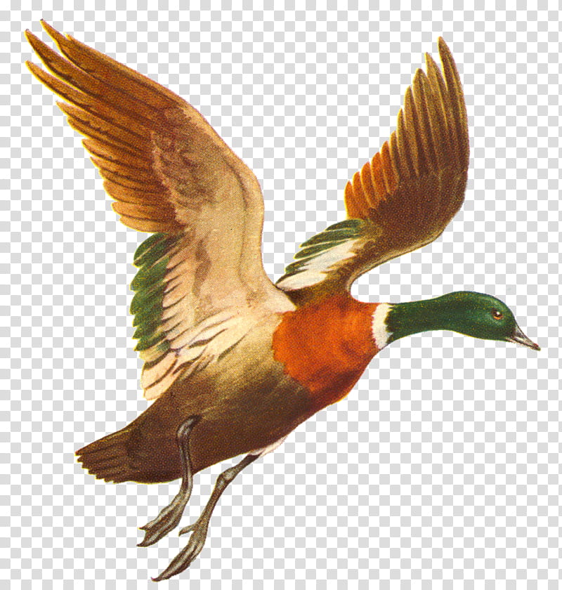Birds Scans Set , brown and green duck transparent background PNG clipart