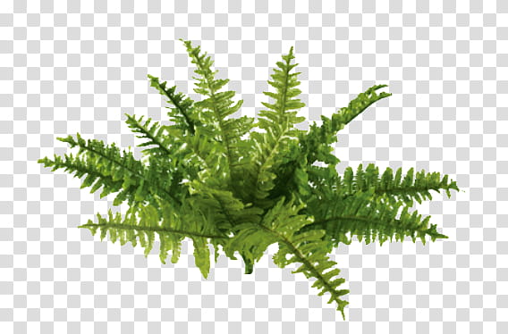 Nature s, green fern plants illustration transparent background PNG clipart