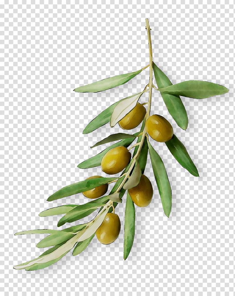 Olive Tree, Fruit, Plant, Russian Olive, Flower, Branch, Leaf, Food transparent background PNG clipart