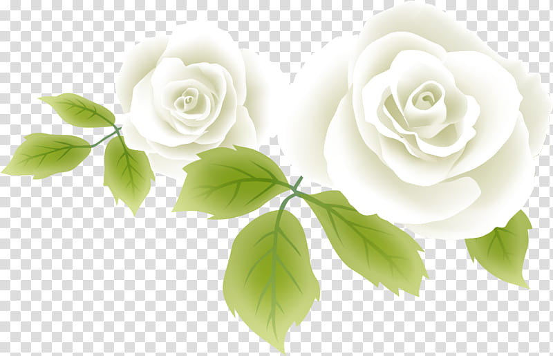 two flowers two roses valentines day, White, Rose Family, Garden Roses, Plant, Petal, Leaf, Rose Order transparent background PNG clipart