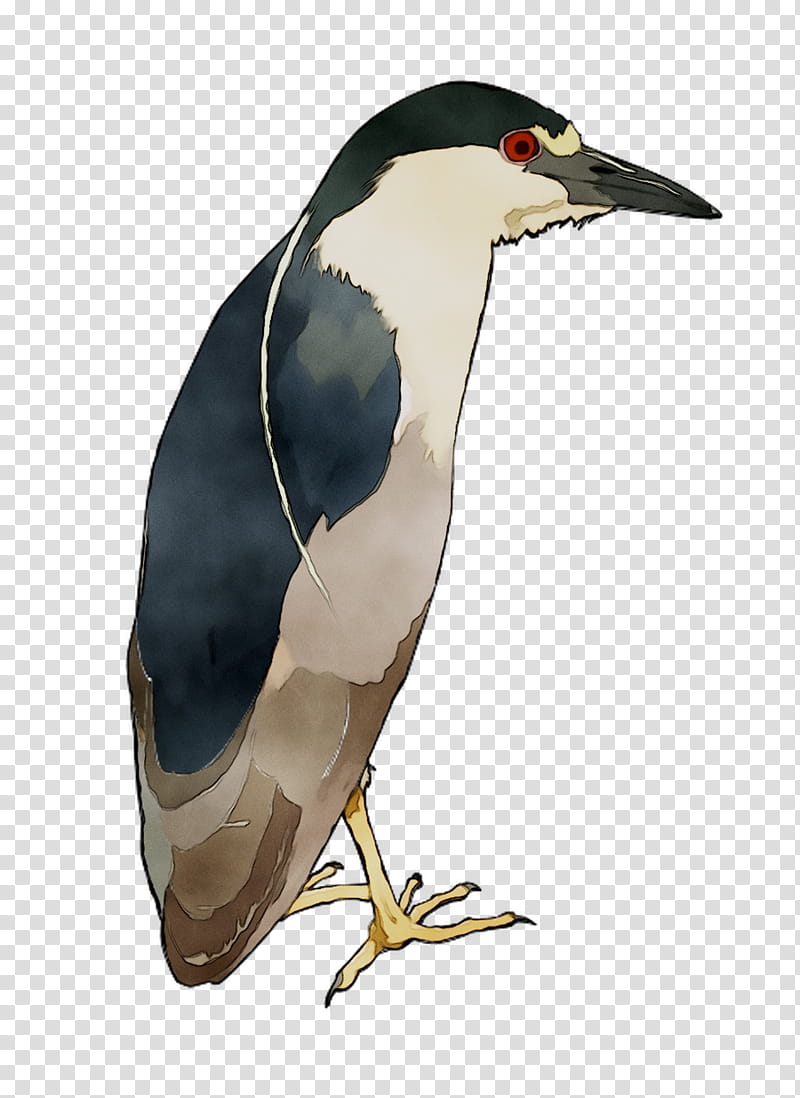 Penguin, Bird, Beak, Neck, Flightless Bird, Night Heron transparent background PNG clipart