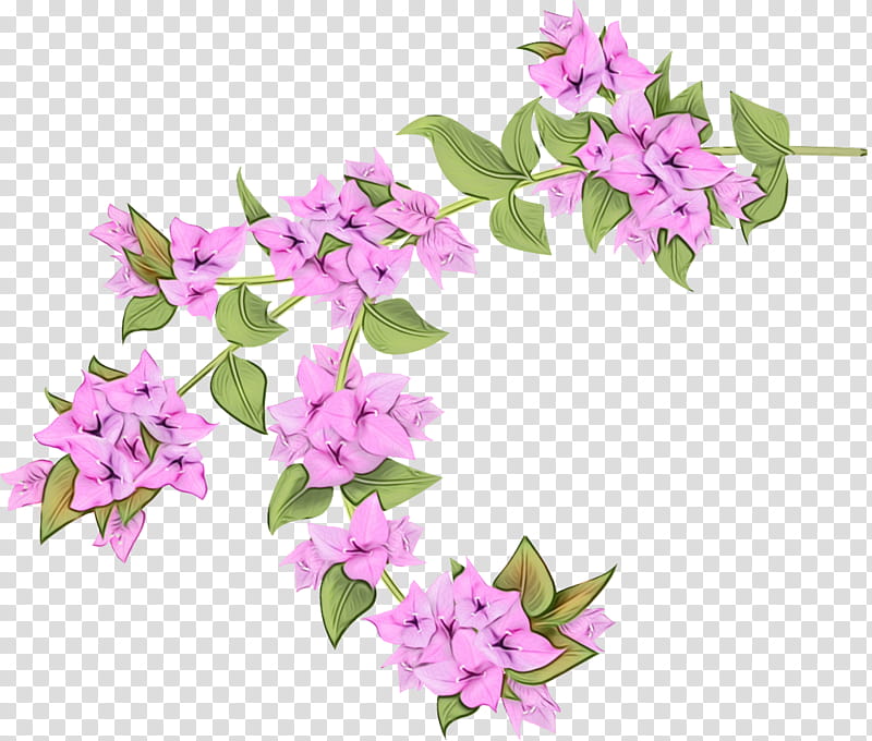 flower flowering plant pink plant lilac, Watercolor, Paint, Wet Ink, Purple, Violet, Petal, Bougainvillea transparent background PNG clipart