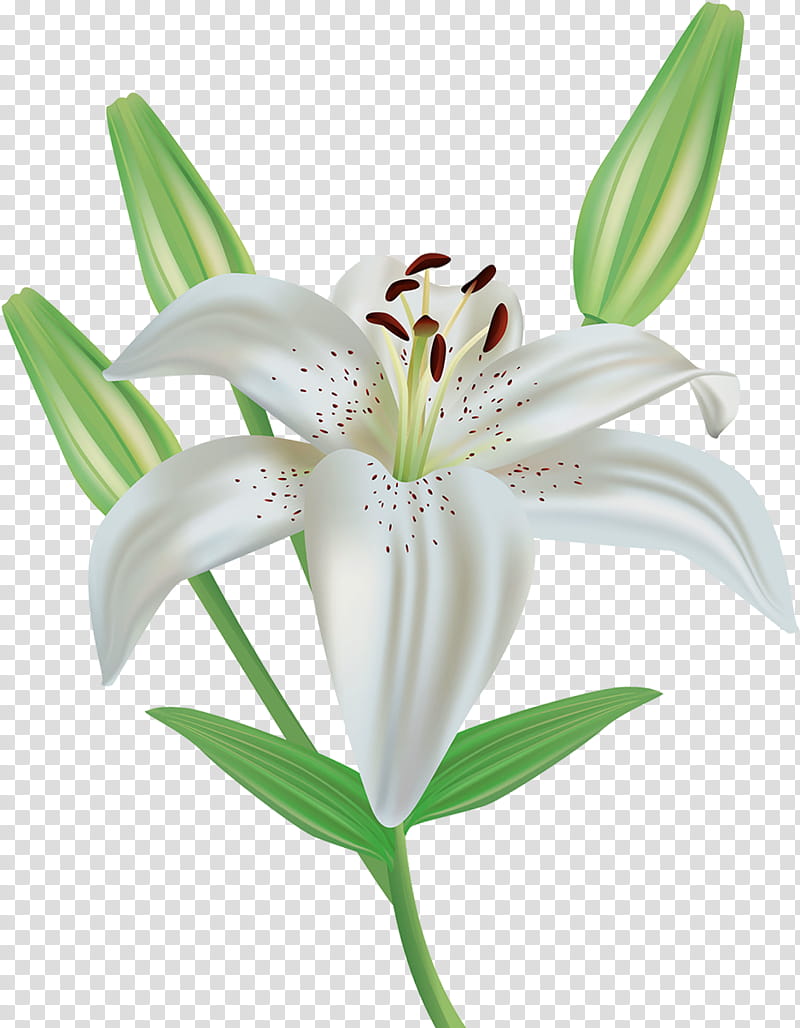 Easter Lily, Madonna Lily, Tiger Lily, Flower, Arumlily, Lilies, White, Plant transparent background PNG clipart