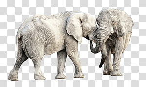 Indian Elephant Farrow Ball Hamburg Animal African Elephant Paint Human Germany Transparent Background Png Clipart Hiclipart