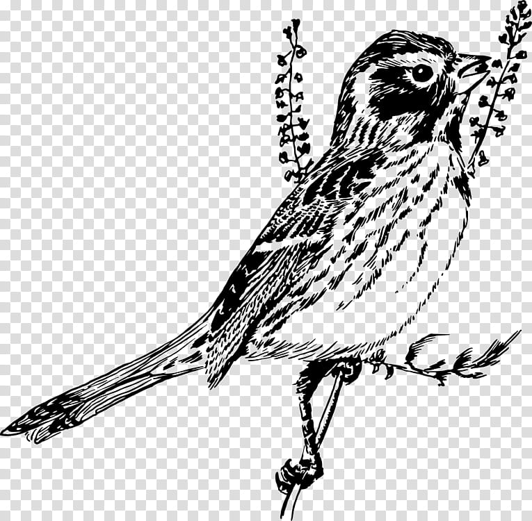 Book Black And White, Sparrow, Drawing, Finches, Owl, Bird, Line Art, House Sparrow transparent background PNG clipart