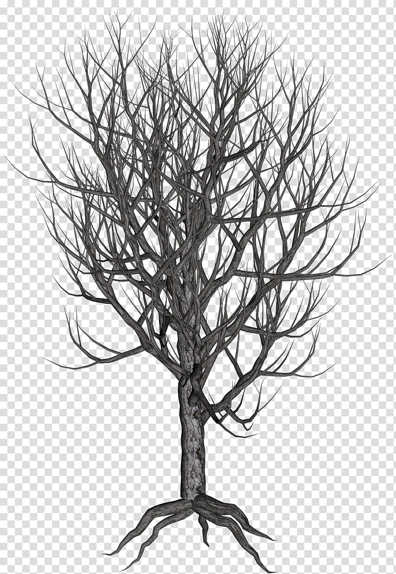 Winter Trees, black twig transparent background PNG clipart