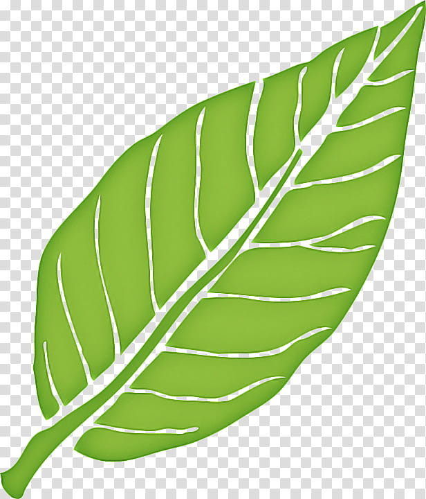 Banana Leaf, Plants, Autumn Leaf Color, Green, Web Design, Flower, Leaf Vegetable, Arrowroot Family transparent background PNG clipart