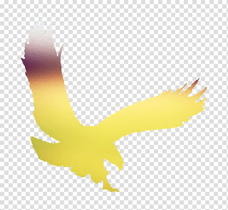 Eagle Logo, Bald Eagle, Yellow, Beak, Hawk, Computer, Feather, Silhouette transparent background PNG clipart