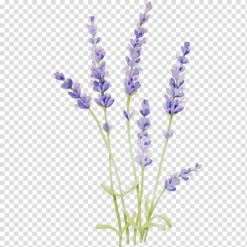 Watercolor Flower Wreath, Watercolor Painting, Watercolor Flowers, Spring Fashion Show, French Lavender, Cut Flowers, Garland, Jewellery transparent background PNG clipart