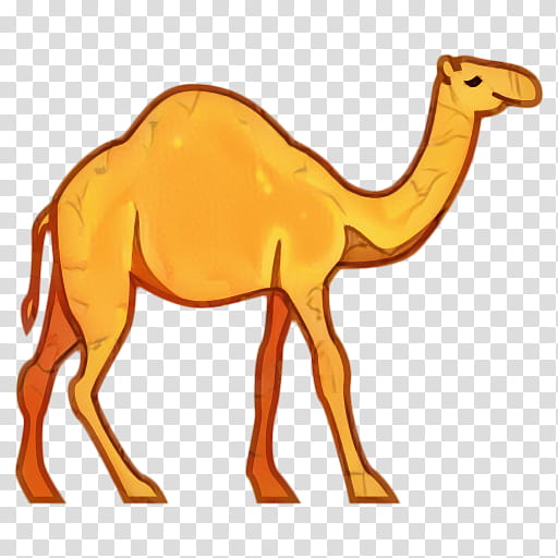 Animal, Dromedary, Bactrian Camel, Snout, Camelid, Arabian Camel, Animal Figure, Wildlife transparent background PNG clipart