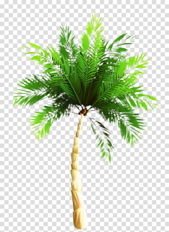 Palm Oil Tree, Asian Palmyra Palm, Babassu, Palm Trees, Oil Palms, Coconut, Date Palm, Plants transparent background PNG clipart