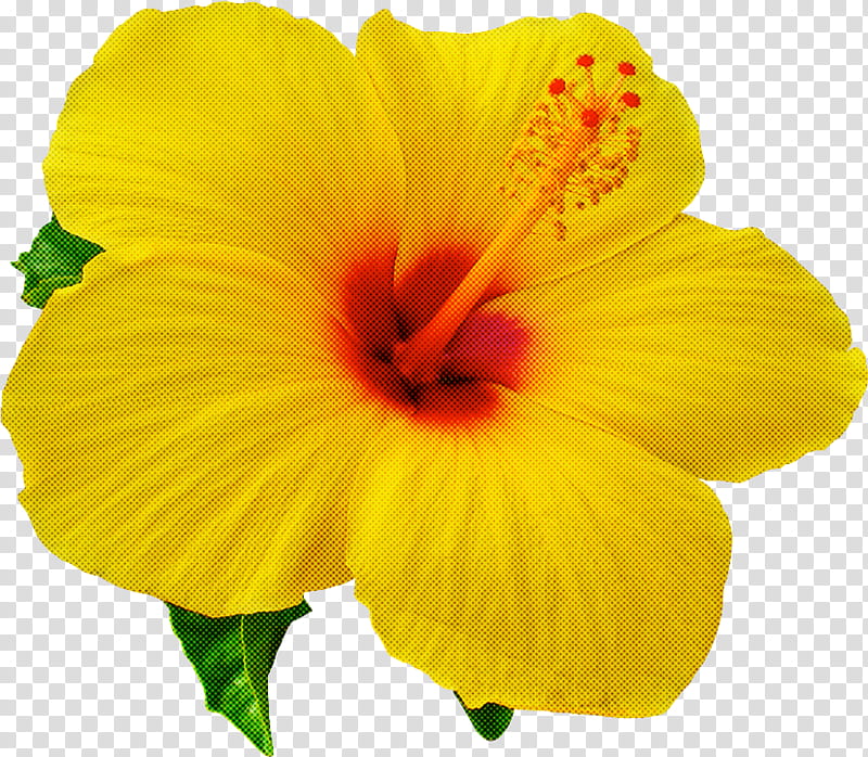 flower petal yellow hibiscus hawaiian hibiscus, Plant, Chinese Hibiscus, Mallow Family transparent background PNG clipart