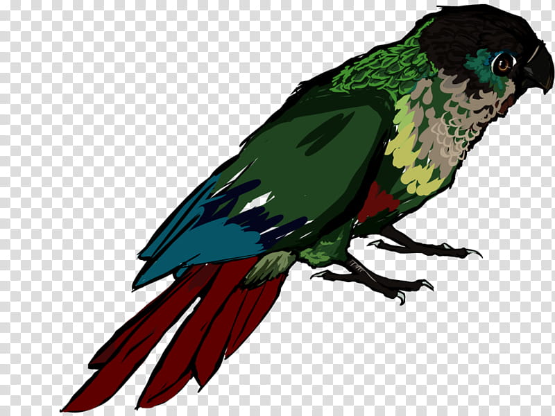 Bird Parrot, Macaw, Beak, Feather, Loriini, Wing, Perico, Lorikeet transparent background PNG clipart