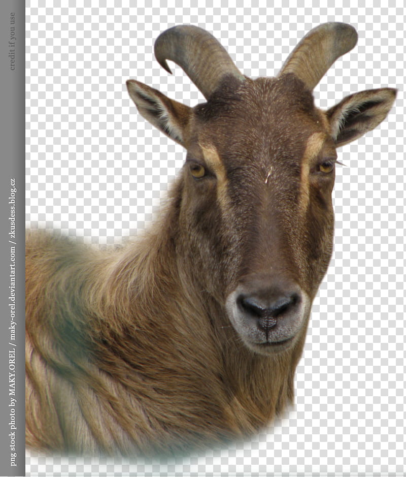 Wild sheep head transparent background PNG clipart