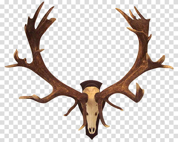 Trophy, Antler, Red Deer, Roe Deer, Trophy Hunting, Restaurant, Megaloceros, Munich transparent background PNG clipart