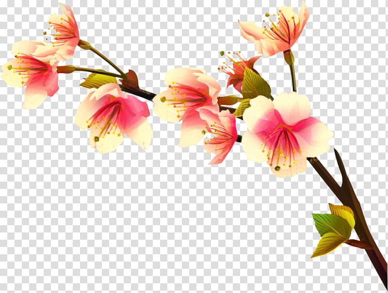 Cherry Blossom, Lily Of The Incas, Flower, Cut Flowers, Jersey Lily, Stau150 Minvuncnr Ad, Drawing, Amaryllis transparent background PNG clipart
