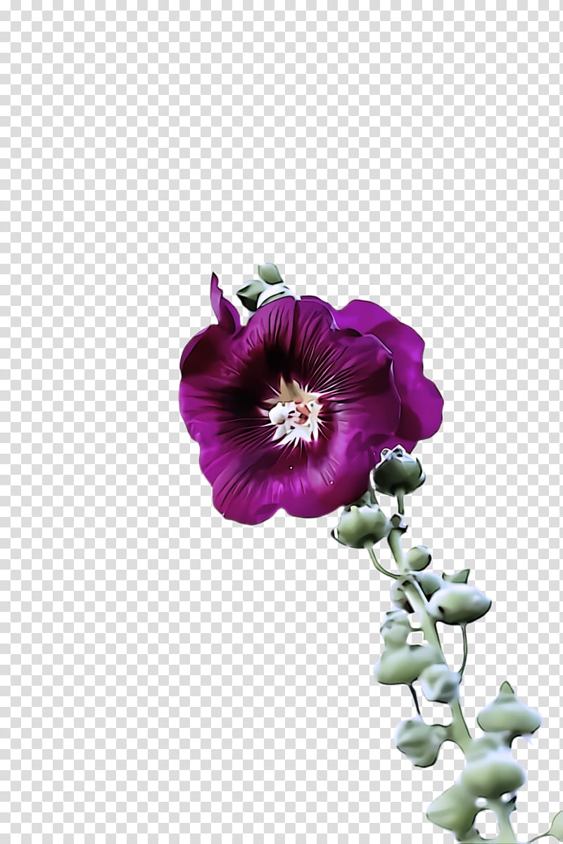 flower purple petal violet plant, Tree Mallow, Magenta, Morning Glory, Mallow Family transparent background PNG clipart