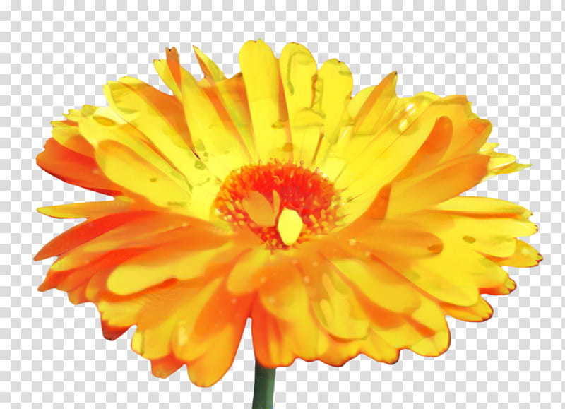 Floral Flower, Marigold, Blossom, Bloom, Transvaal Daisy, Chrysanthemum, Pot Marigold, Orange transparent background PNG clipart