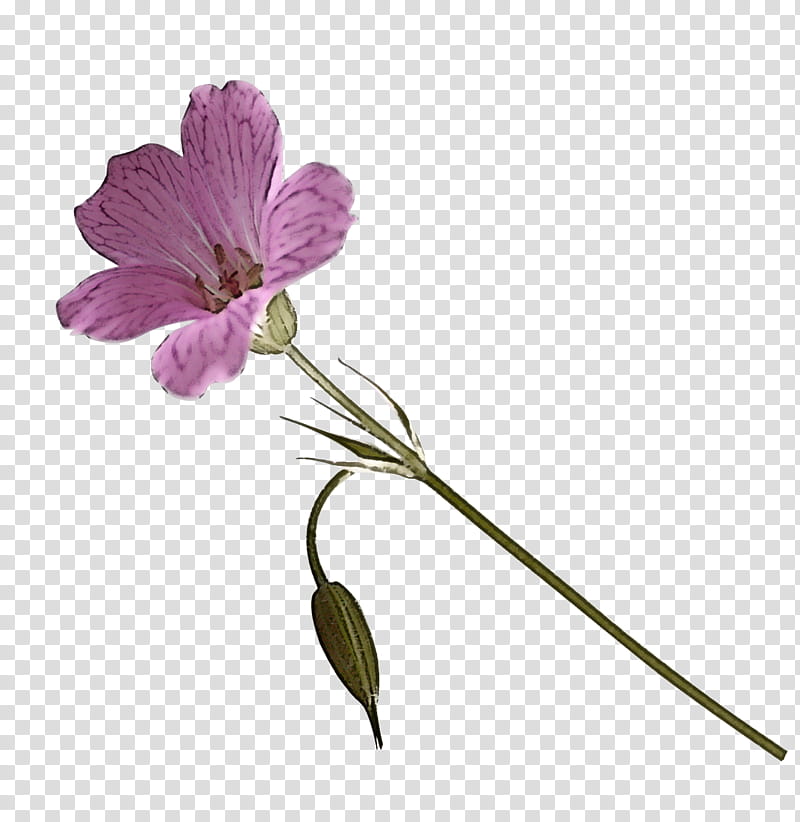 flower plant petal pedicel wild cranesbill, Geranium, Violet Family, Herbaceous Plant transparent background PNG clipart