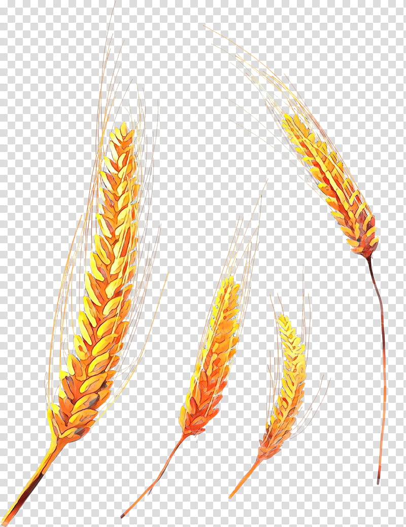Wheat, Cereal, Grain, Emmer, Ear, Common Wheat, Food, Corn transparent background PNG clipart