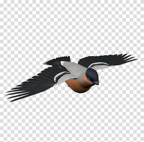 Animal, Bird, Flight, Ciconia, Beak, Blackfaced Laughingthrush, Wing, Water Bird transparent background PNG clipart