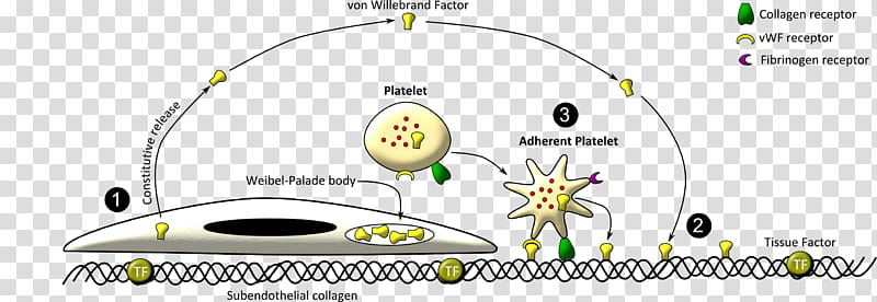 Hemostasis Diagram, Platelet, Endothelium, Blood, Filter Factor, Leukemia, Blood Cell, Myeloid Tissue transparent background PNG clipart