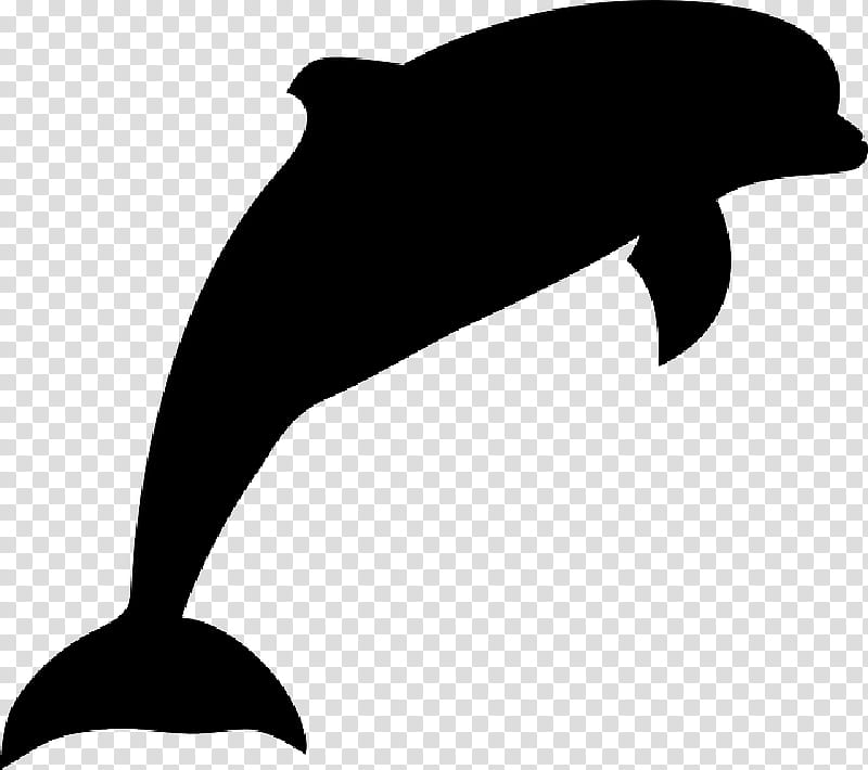 Whale, Dolphin, Marine Life, Cetaceans, Bottlenose Dolphin, Fin, Killer Whale, Tail transparent background PNG clipart