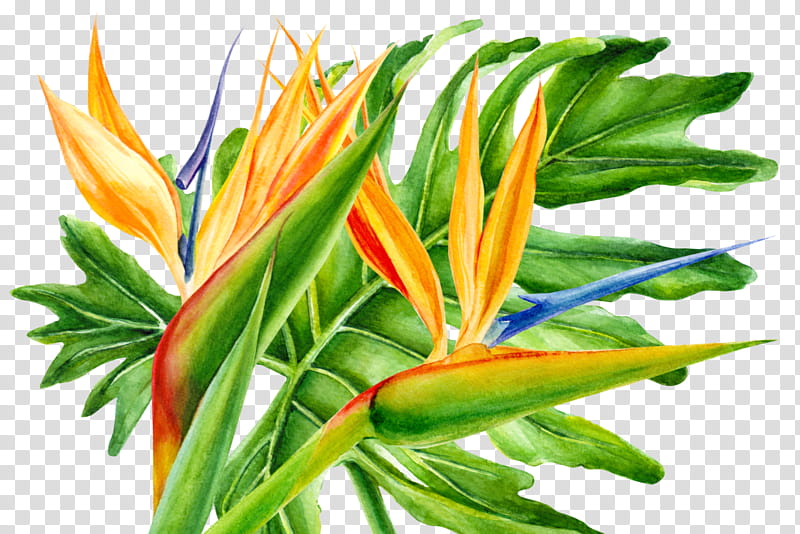Bird Of Paradise, Watercolor Painting, Tropics, Leaf, Tropical Rainforest, Plants, Artist, Swiss Cheese Plant transparent background PNG clipart