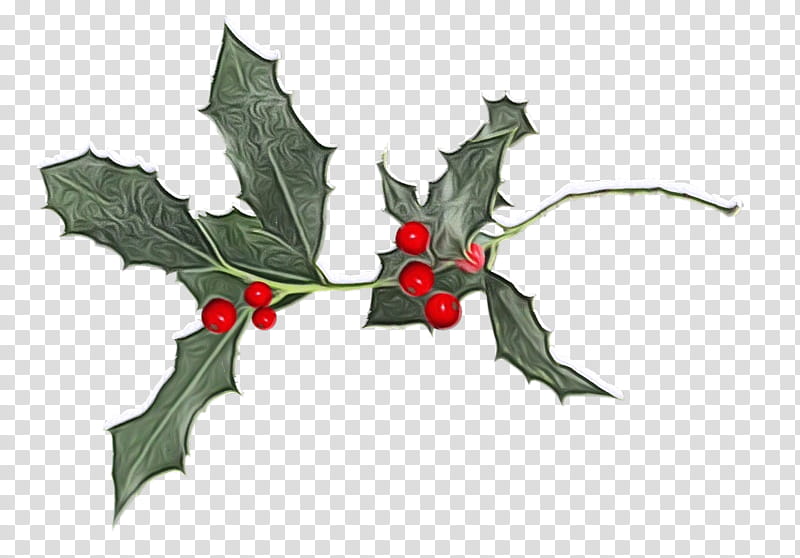 Holly, Watercolor, Paint, Wet Ink, American Holly, Leaf, Plant, Flower, Plane, Tree transparent background PNG clipart