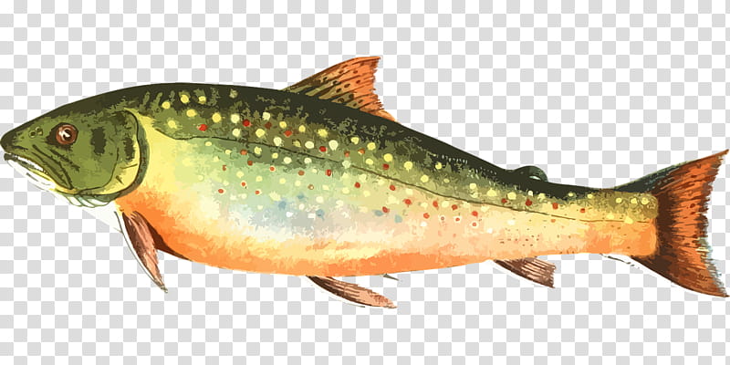 Rainbow, Common Carp, Rayfinned Fishes, Rainbow Trout, Fishing, Fly Fishing, Recreational Fishing, Brown Trout transparent background PNG clipart