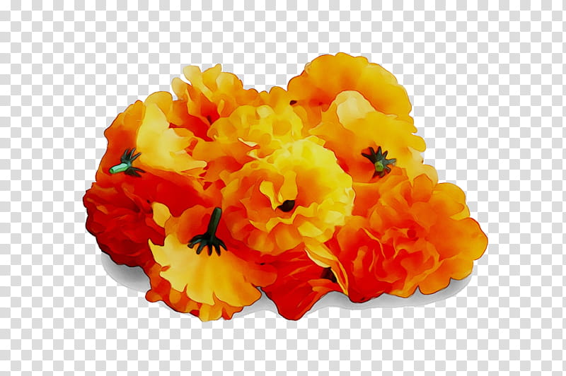 Flowers, Cut Flowers, Yellow, Orange, Tagetes, Petal, Plant, Lantana transparent background PNG clipart