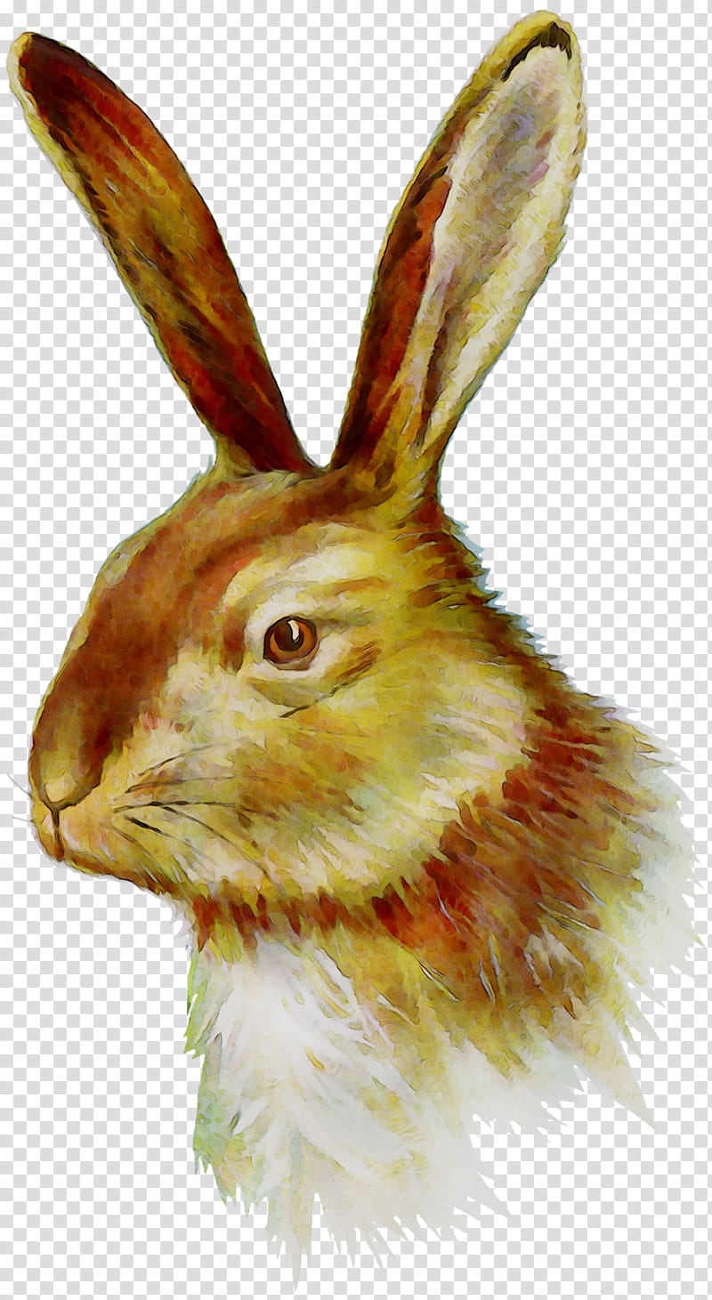 Watercolor, Hare, Whiskers, Snout, Rabbit, Rabbits And Hares, Watercolor Paint, Wildlife transparent background PNG clipart