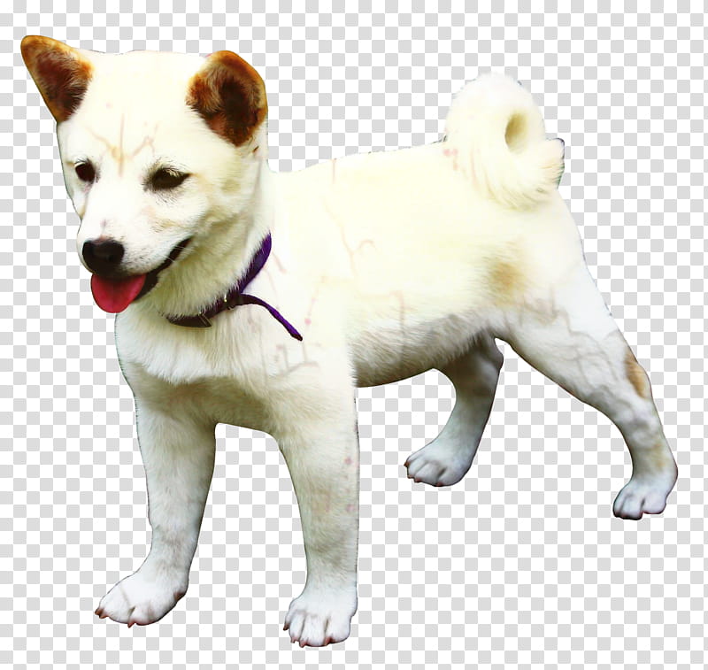 Korean, Bulldog, Akita, Shiba Inu, Canaan Dog, Puppy, Beagle, Drawing transparent background PNG clipart