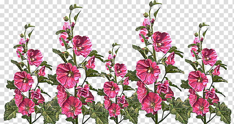 flower flowering plant plant cut flowers pink, Gladiolus, Petal, Pedicel, Pink Family, Wildflower transparent background PNG clipart