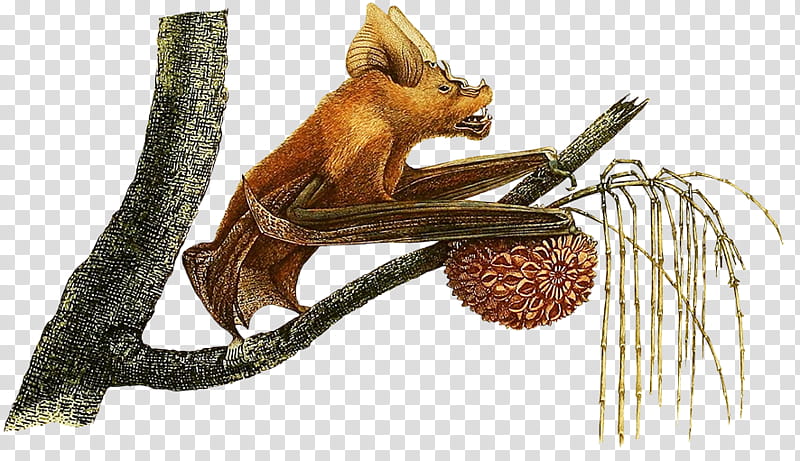 Forest, Bat, Horseshoe Bat, Lesser Horseshoe Bat, Hipposideridae, Hipposideros, Eurasian Red Squirrel, RED Fox transparent background PNG clipart