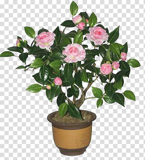 Family Tree, Japanese Camellia, Bonsai, Garden, Flower, Plants, Color, Rose transparent background PNG clipart