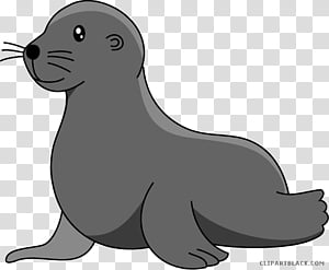 sea lion drawing