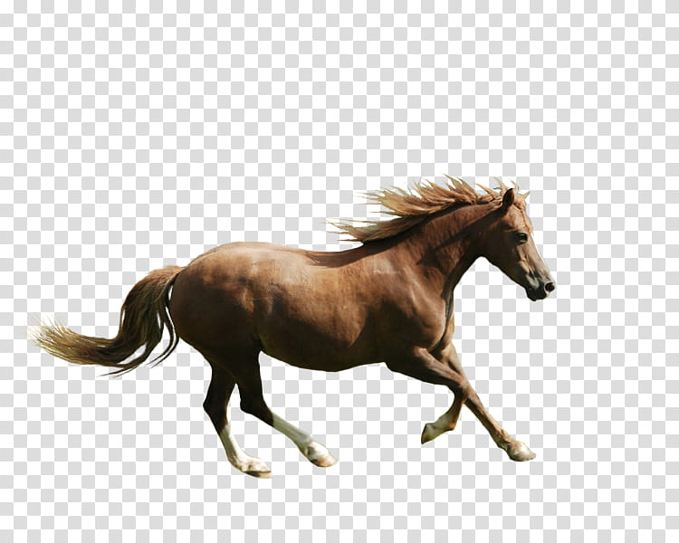 Silhouette Horse, Blog, Mane, Animal Figure, Stallion, Sorrel, Mare, Shetland Pony transparent background PNG clipart