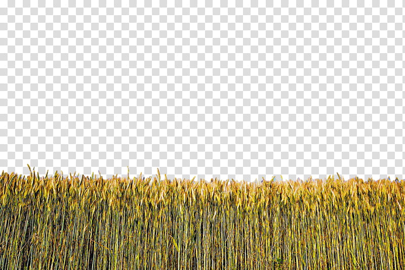 field grass plant crop grass family, Field, Triticale, Agriculture, Paddy Field, Grassland, Rye transparent background PNG clipart
