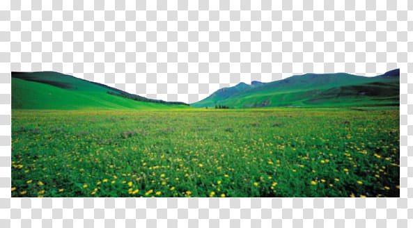 Mountains , landscape graphy of yellow flower field transparent background PNG clipart