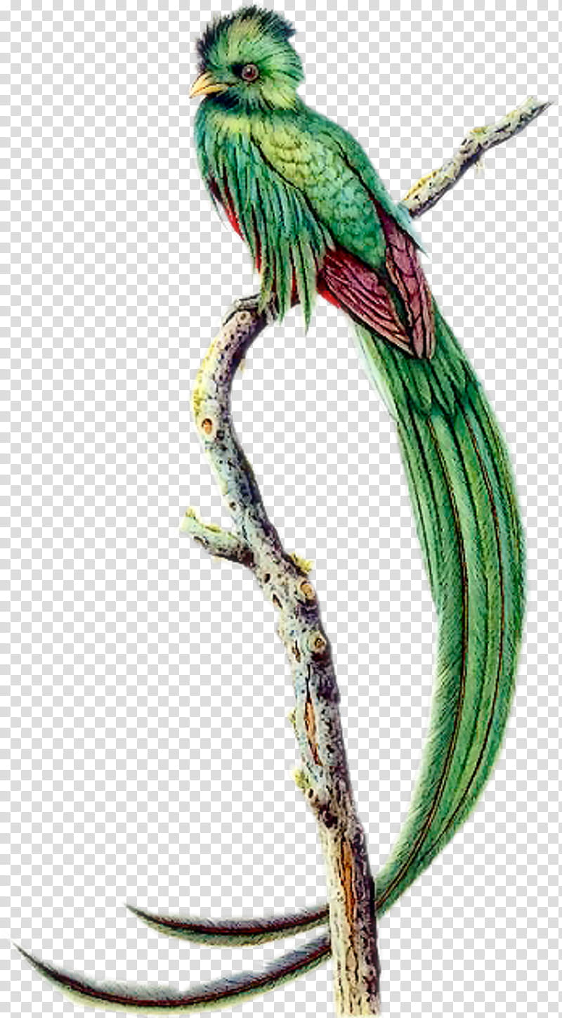 Quetzal Transparent Background Png Cliparts Free Download Hiclipart