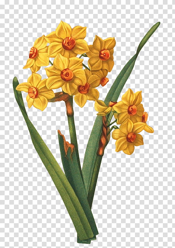 Flowers, Daffodil, Tile, Gottorfer Codex, Cut Flowers, Plants, Leaf, Floral Design transparent background PNG clipart