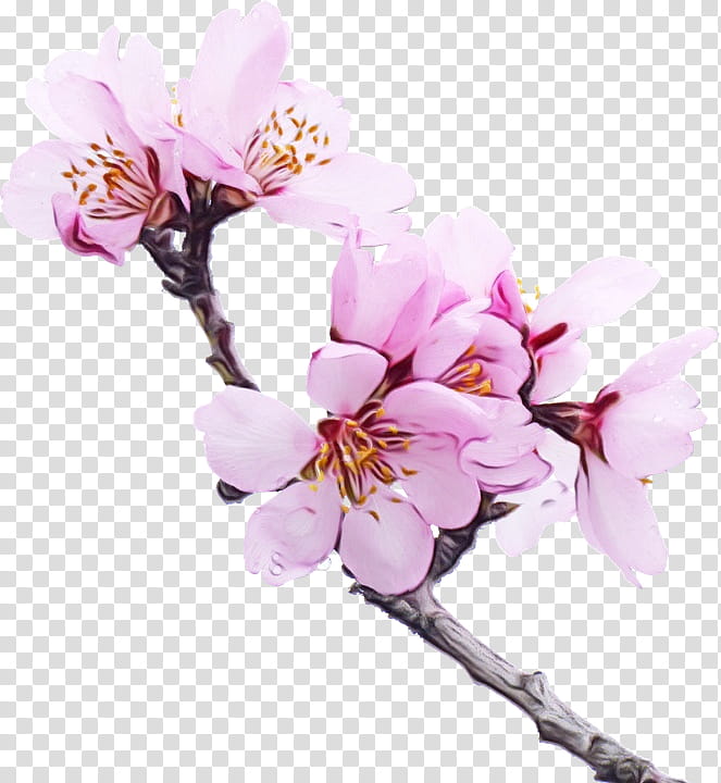 Family Tree, Watercolor, Paint, Wet Ink, Cherry Blossom, Desktop , Sakura Haruno, Flower transparent background PNG clipart