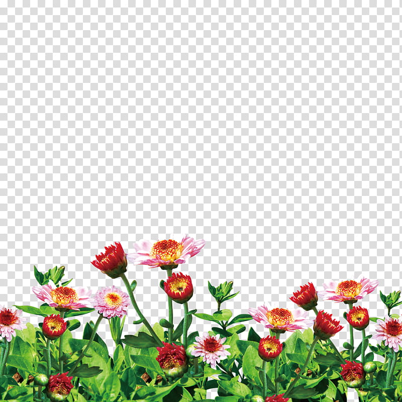 Spring Flower, Garden, Flower Garden, Green, Color, Drawing, White, Plant transparent background PNG clipart