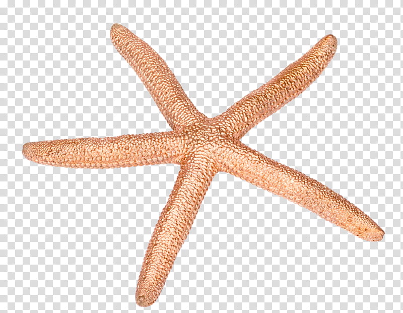 Watercolor Animal, Starfish, Ochre Sea Star, Drawing, Painting, Blue Sea Star, Watercolor Painting transparent background PNG clipart
