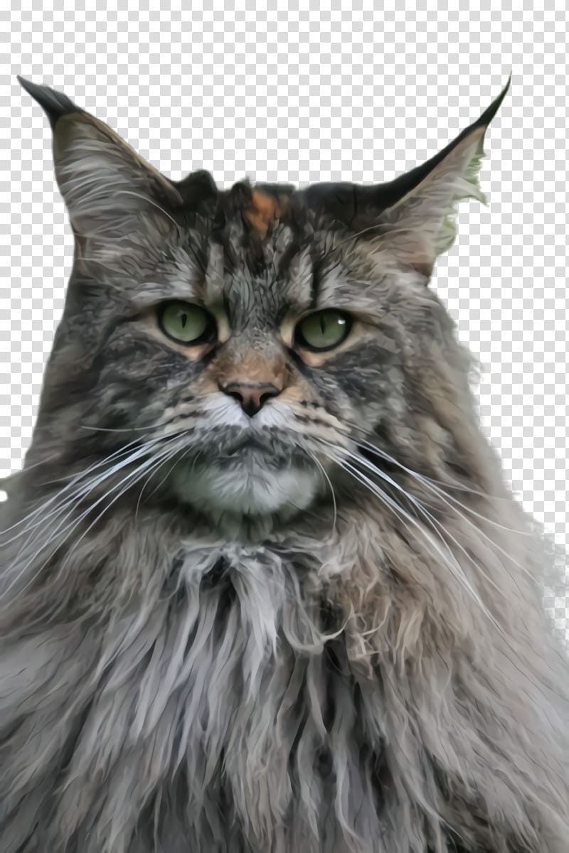 cat small to medium-sized cats whiskers domestic long-haired cat maine coon, Small To Mediumsized Cats, Domestic Longhaired Cat, Norwegian Forest Cat transparent background PNG clipart