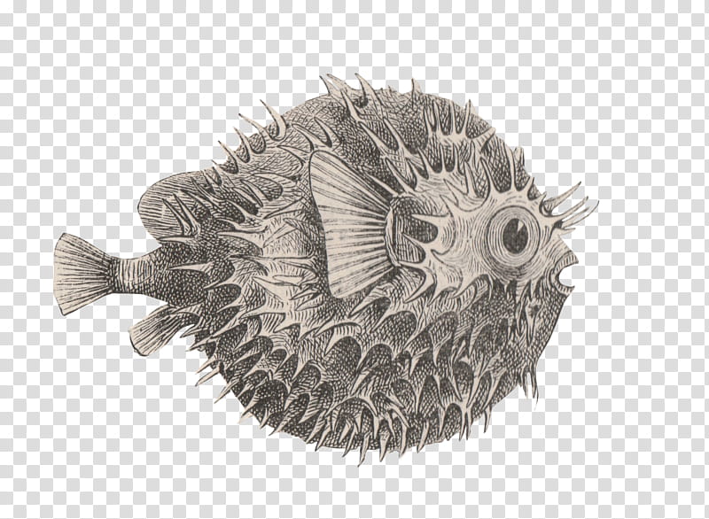 Fish, Pufferfish, Black White M, Wicked Problem, Problem Solving, Thought, Definition, Porcupine Fishes transparent background PNG clipart