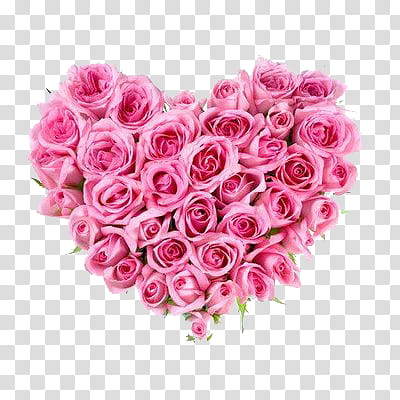 Pink rose flowers forming a heart transparent background PNG clipart ...