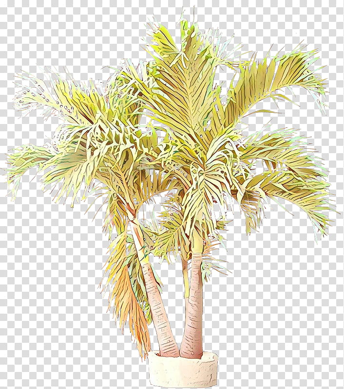 Palm tree, Desert Palm, Plant, Arecales, Sabal Palmetto, Woody Plant, Date Palm, Flowerpot transparent background PNG clipart